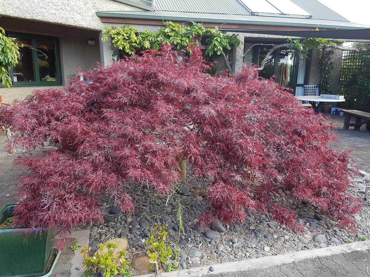 Highgate Bed And Breakfast & Garden Pirongia Eksteriør billede